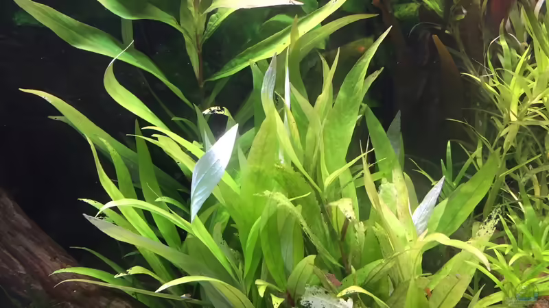 Hygrophila ???Siamensis 53B??? von Danny (24)