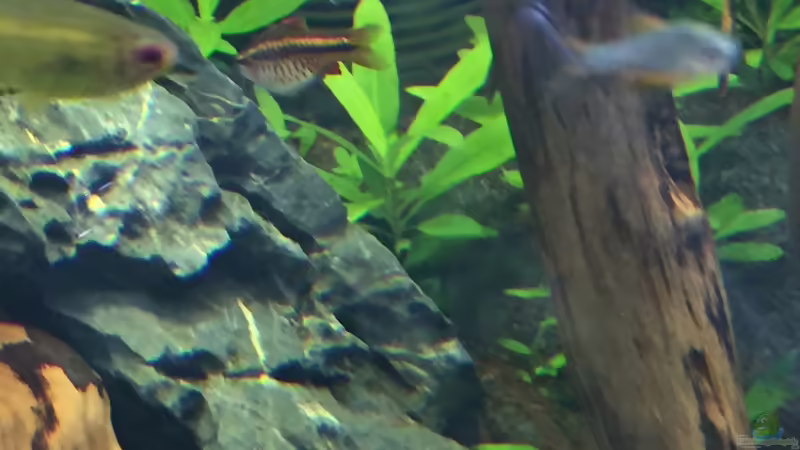 Hygrophila ???Siamensis 53B??? von Danny (26)