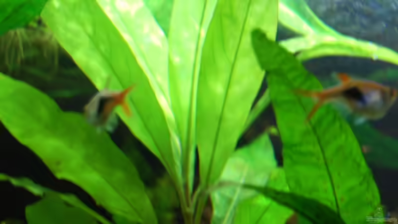 Hygrophila stricta (schmalblättriger Riesenwasserfreund) von Berlin42 (45)