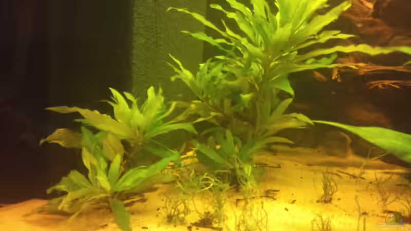 Hygrophila stricta von Christian Wittling (6)