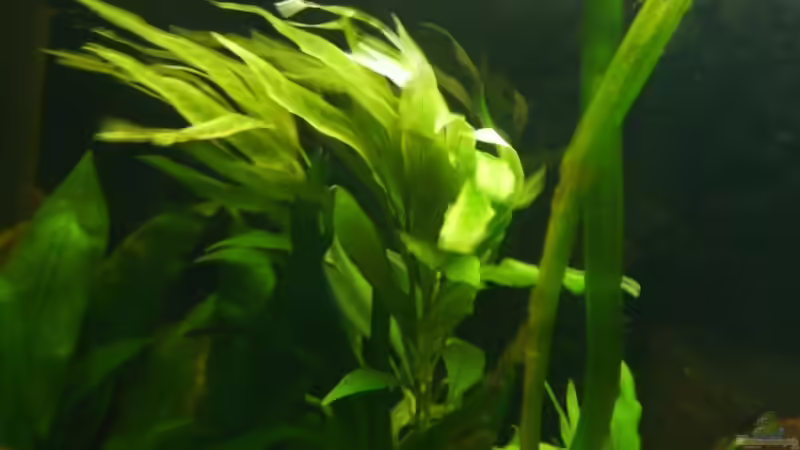 Hygrophila stricta von lumpi (21)