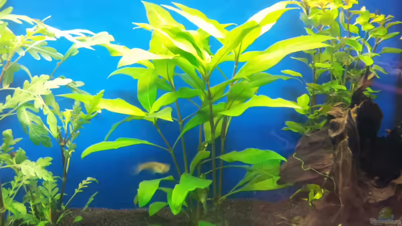 Hygrophila stricta von Shiml (7)