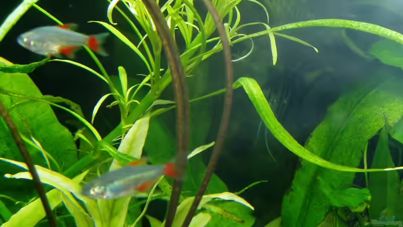 Hygrophila stricta (Weidenbelättriger Wasserfreund) mit Aphychorax anasitsi (Rotflossensalmler) (22.02.2018), wächst prächtig von Reiner Dr. Med. Jesse (46)