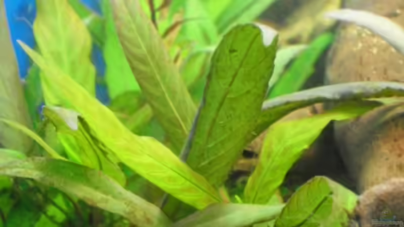 Hygrophila THAILAND var. corymbosa stricta von MiCa (8)