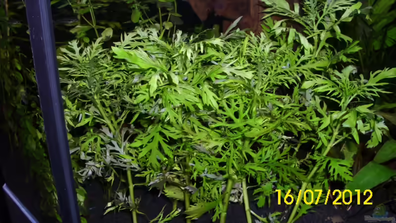 Hygrophilia difformis - Indischer Wasserstern von Günther Kröger (13)