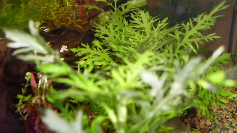 hygrophilia difformis von Stefano83 (18)