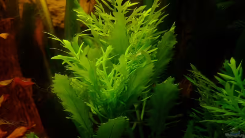 Hygrophilia difformis von TetraMike (19)