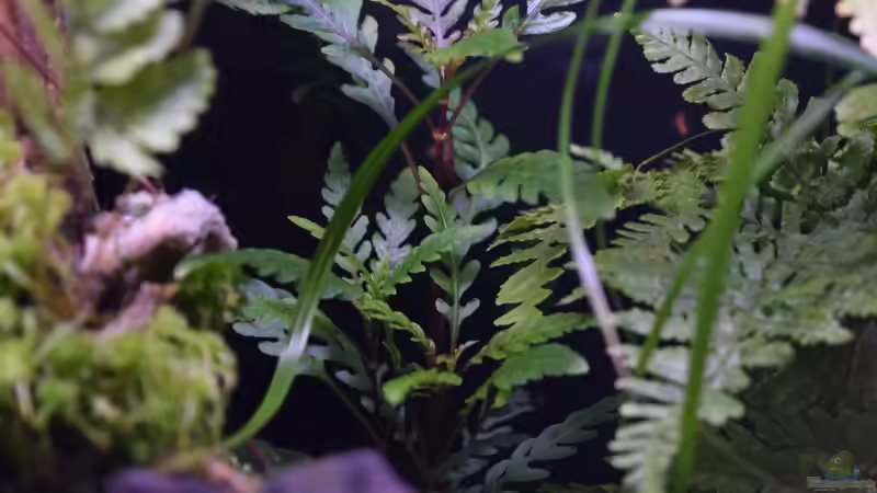 Hygrophilia pinnatifida - Fiederspaltiger Wasserfreund von Junglist (22)