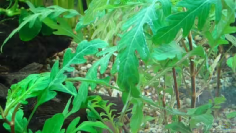 Hygrophilia pinnatifida von Marina (20)