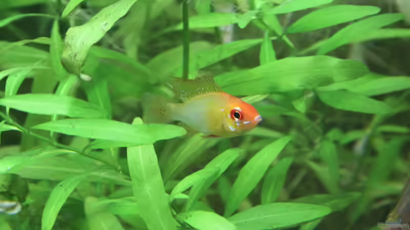 Hygrophilia polysperma (indischer Wasserfreund) von Jumata (11)