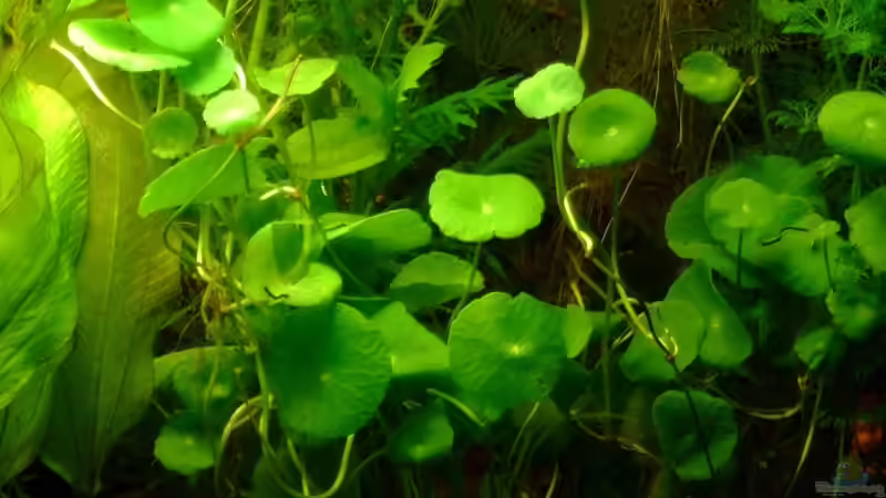 Hygrophilia verticallata von TetraMike (20)