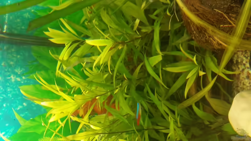 Hygrophilia von SvenDerGroße (9)