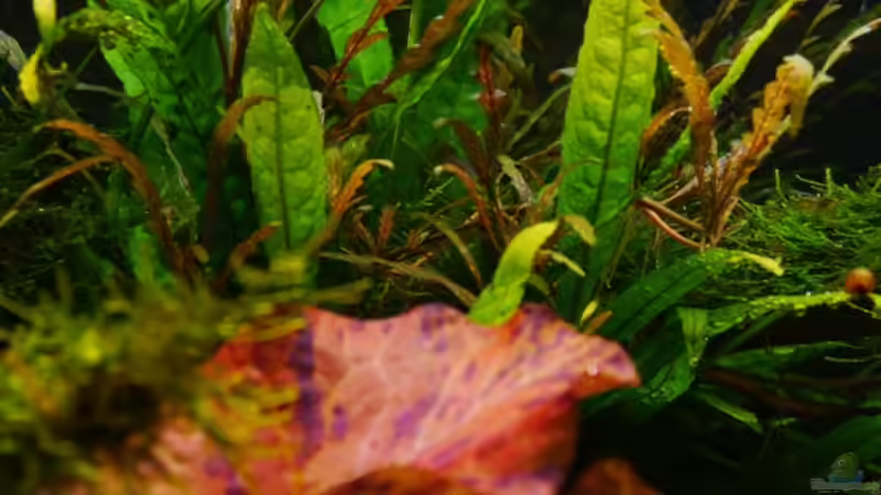 Hygrophilla pinnatifida von Zebraschneggla (26)