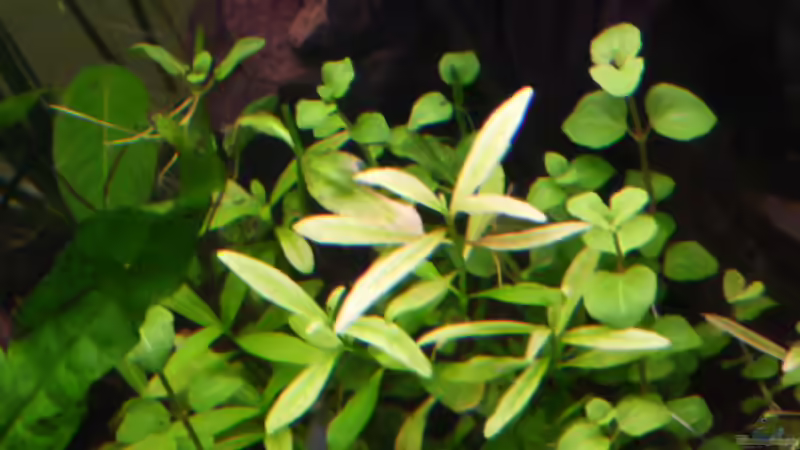 Hygrophilla polysperma und Bacopa australis 13.04.2011 von Ray1975 (21)