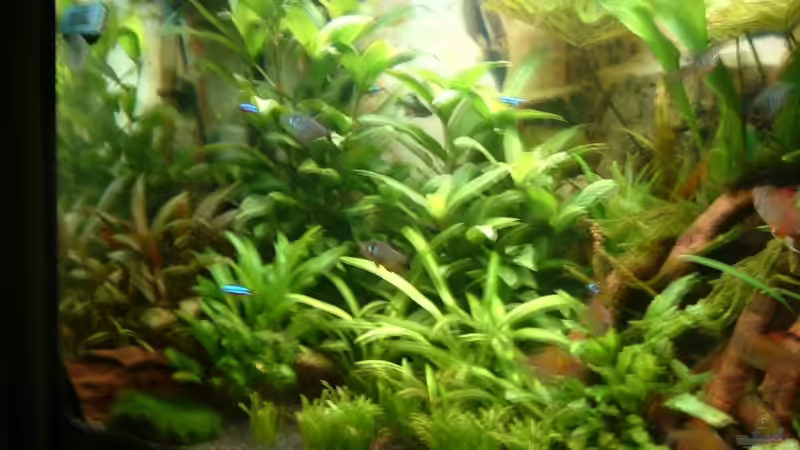 Hygrophyla-corym-Bosa von Thomas Fehlberg (11)