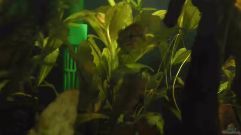 Hygrophyla Polysperma von CPeters (3)