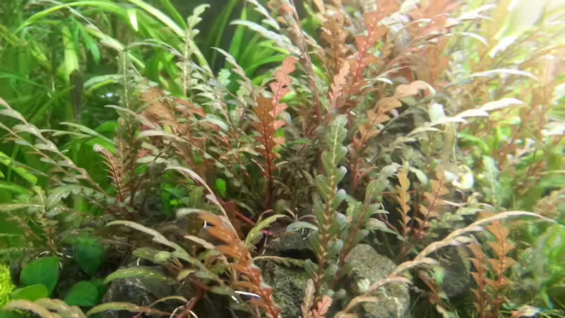 Hygrophylla pinnatifida von Marcel Reiter (8)