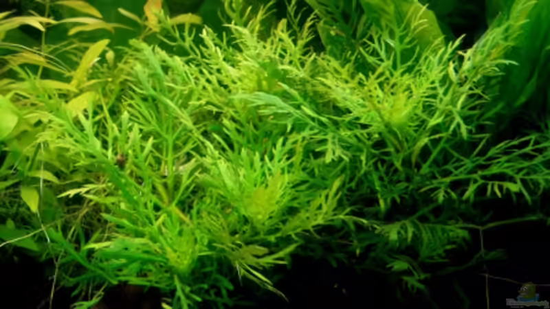 Hygrphila difformis von Dori (9)