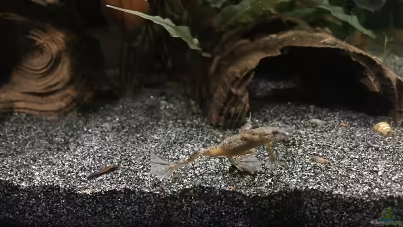 Hymenochirus beottgeri von Danny (25)