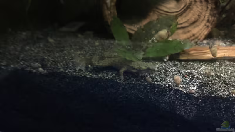 Hymenochirus beottgeri von Danny (26)