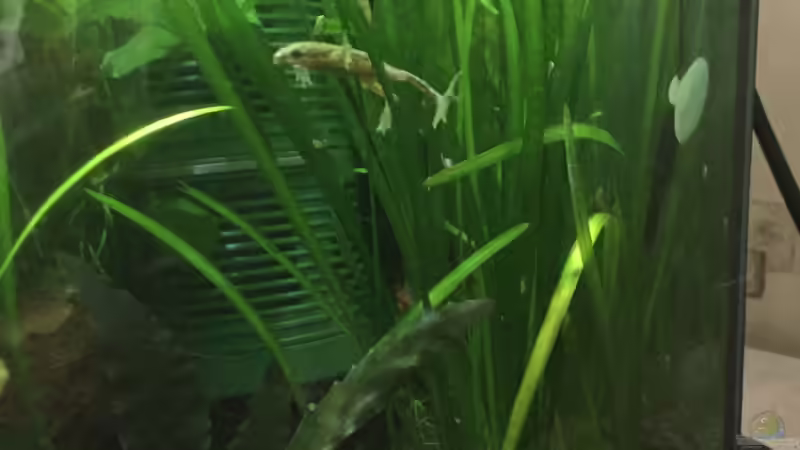 Hymenochirus beottgeri von Danny (27)