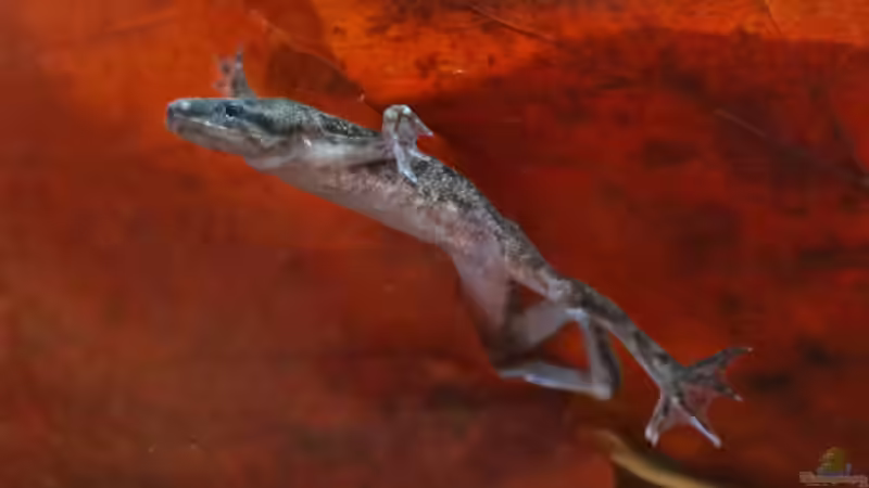 Hymenochirus boettgeri von Pollux92 (5)