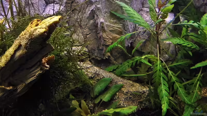 Hyorophila pinnatifida von snooze (11)