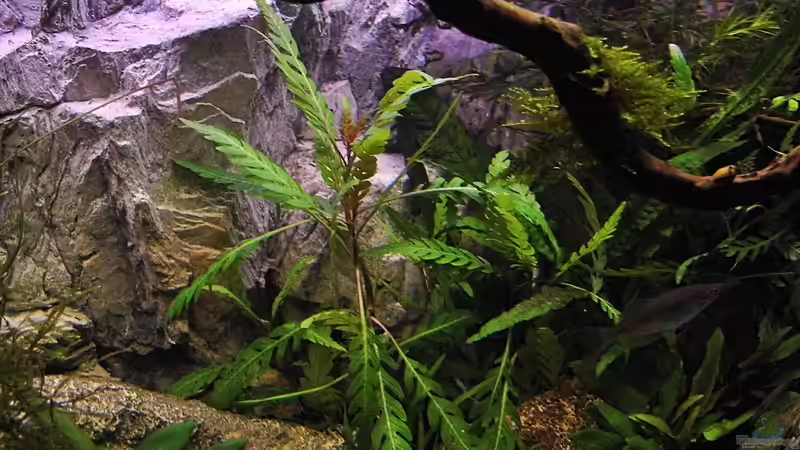 Hyorophila pinnatifida von snooze (12)