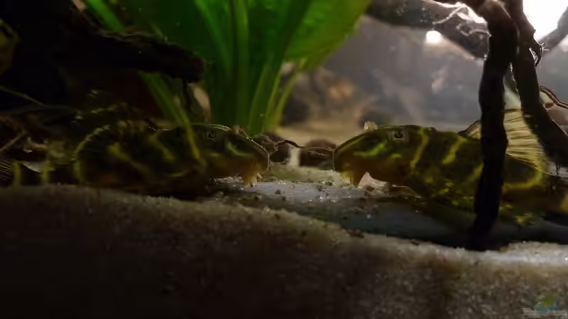 Aquarien mit Hypancistrus debilittera (L 129)