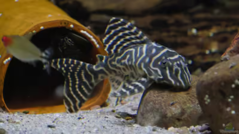 Hypancistrus L333 von ravaka (62)