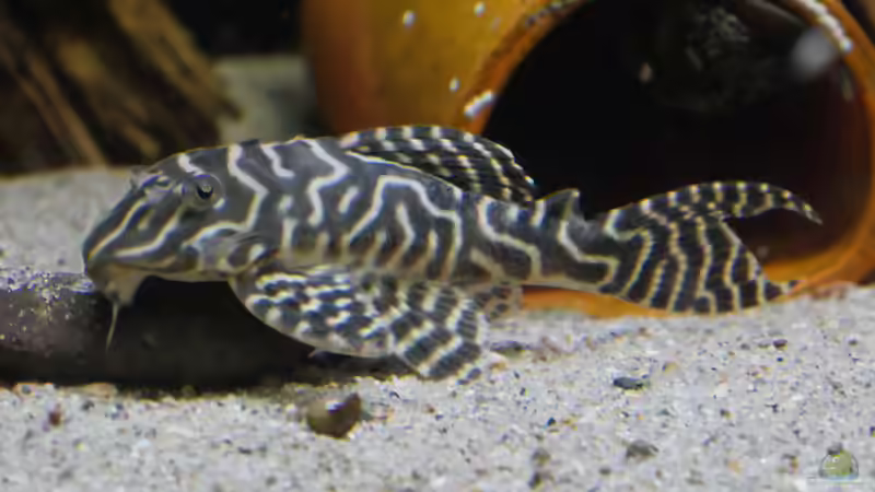 Hypancistrus L333 von ravaka (63)