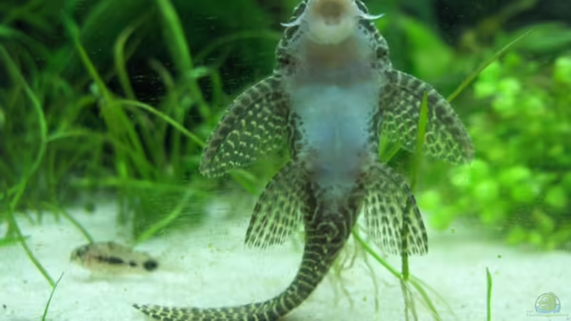 Hypancistrus sp., Arabesken-Harnischwels, Queen Arabesque, L 260 von Der Siems (31)