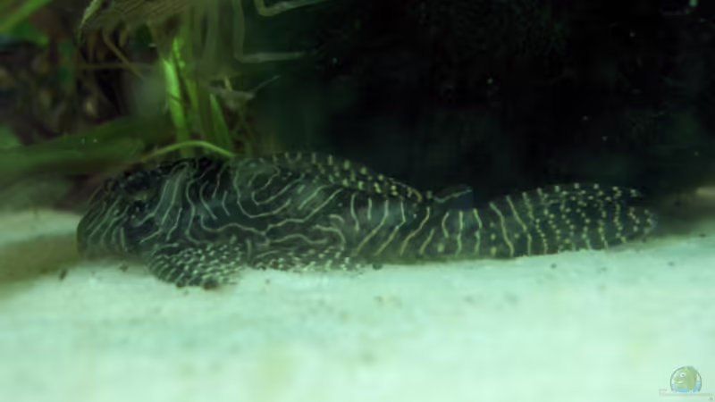 Hypancistrus sp., Arabesken-Harnischwels, Queen Arabesque, L 260 von Der Siems (32)