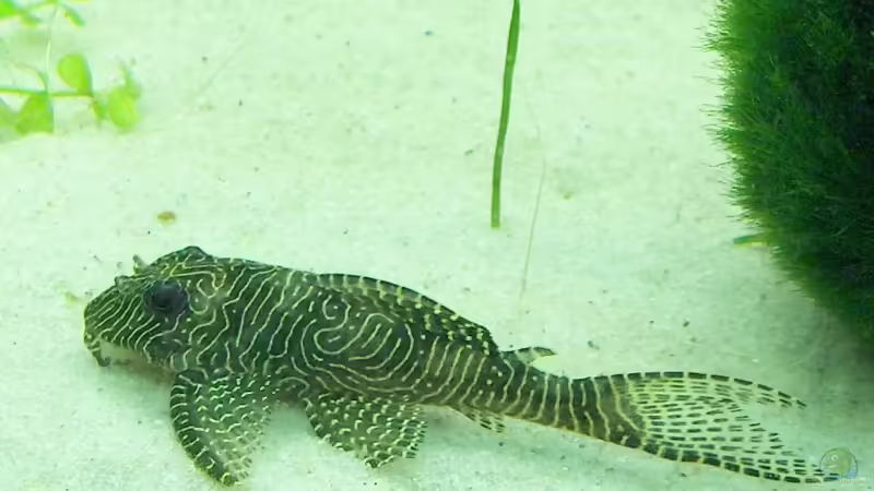 Hypancistrus sp., Arabesken-Harnischwels, Queen Arabesque, L 260 von Der Siems (47)