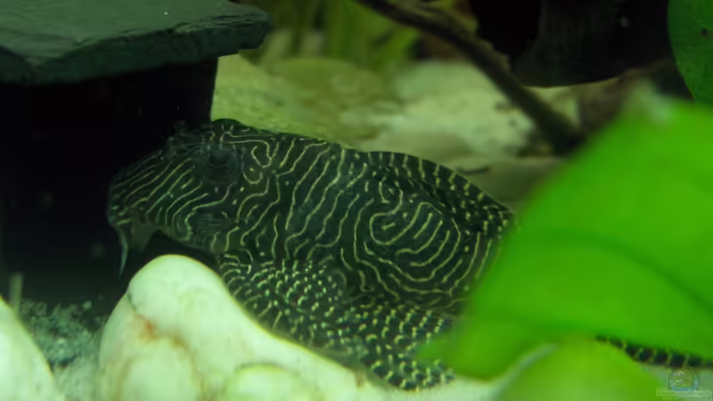 Hypancistrus sp., Arabesken-Harnischwels, Queen Arabesque, L 260 von Der Siems (54)