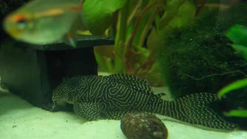 Hypancistrus sp., Arabesken-Harnischwels, Queen Arabesque, L 260 von Der Siems (60)