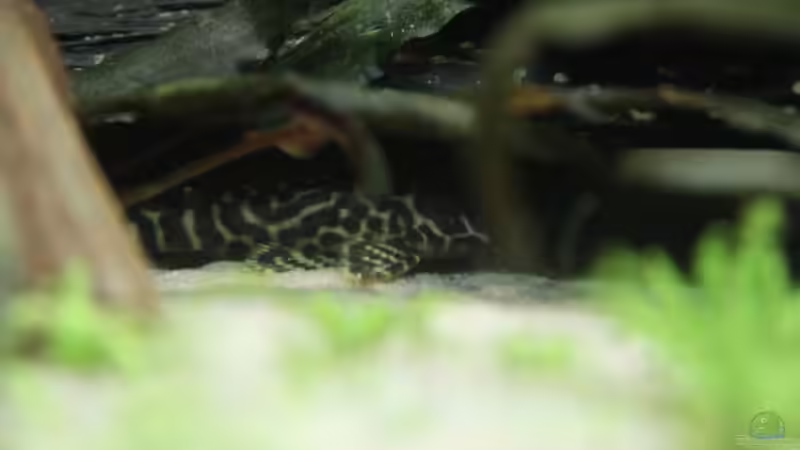 Hypancistrus sp.  (L66) von Basti.hh (26)