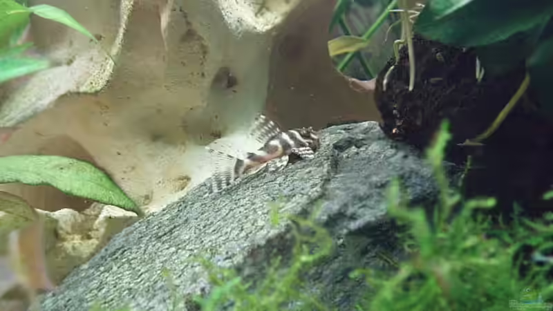 Hypancistrus sp. L 333  von Jason (35)