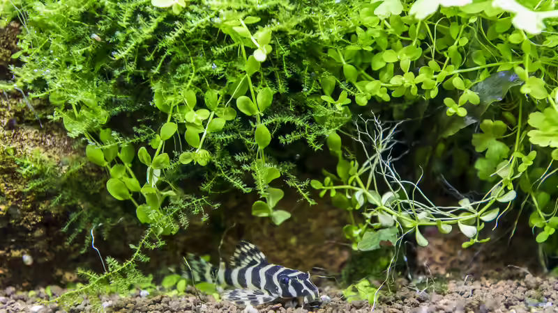 Aquarien mit Hypancistrus sp. "L 236" (Einrichtungsbeispiele für Iriri-Schmucklinienharnischwels)