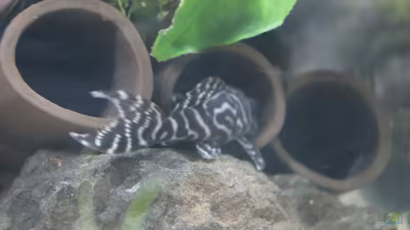 Hypancistrus sp. L333 von maxheadroom (70)