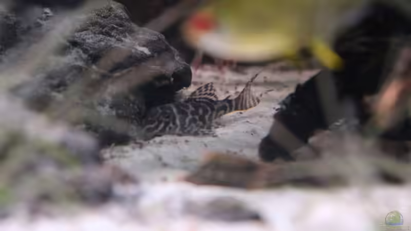 Hypancistrus sp. L399 von maxheadroom (56)