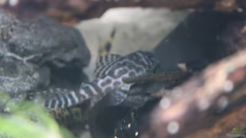 Hypancistrus sp. L399 von maxheadroom (72)