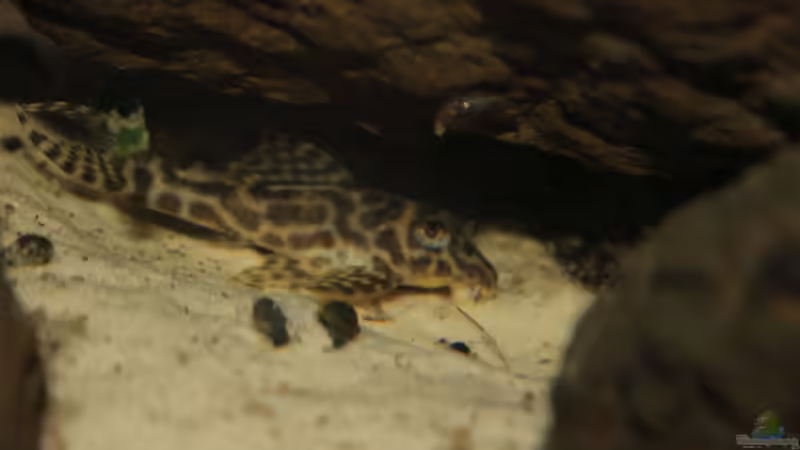 Hypancistrus sp. L399 von maxheadroom (76)