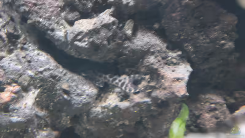 Hypancistrus sp. L399 von maxheadroom (78)