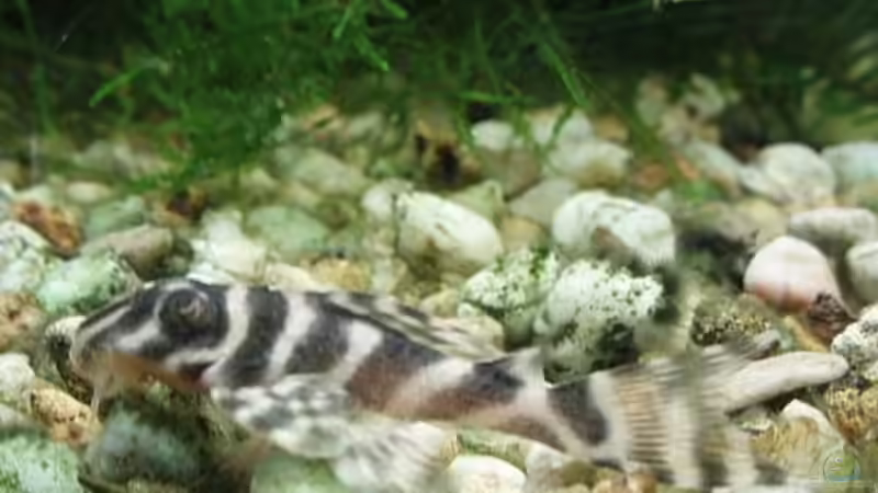 Hypancistrus sp. von Jason (36)