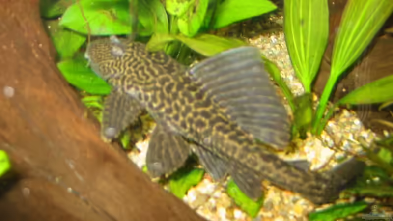 Hypancistrus von Mike Kurz (9)