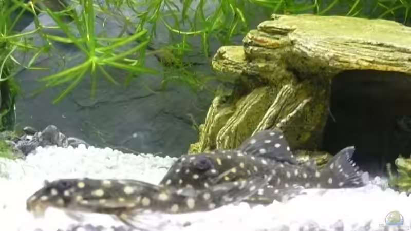 Hypancistrus WF Pärchen vor Ihrer Lieblingshöhle von cRaZy T (2)