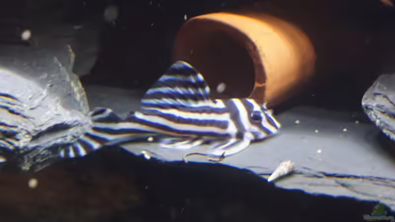 Hypancistrus zebra Papa von Thomas De Vries (10)