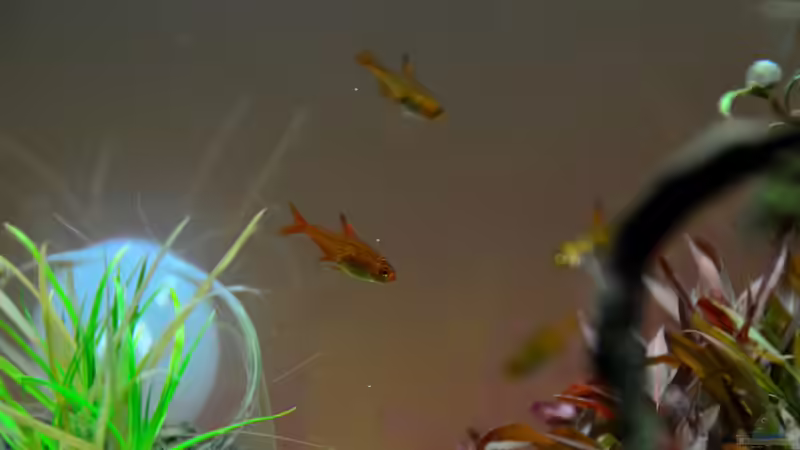 Hyphessobrycon amandae - FEUERTETRA von Rotkopfsalmler (10)