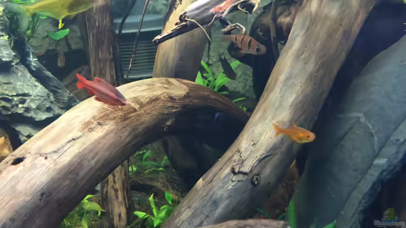 Aquarien mit Desmopuntius pentazona (Fünfgürtelbarbe)